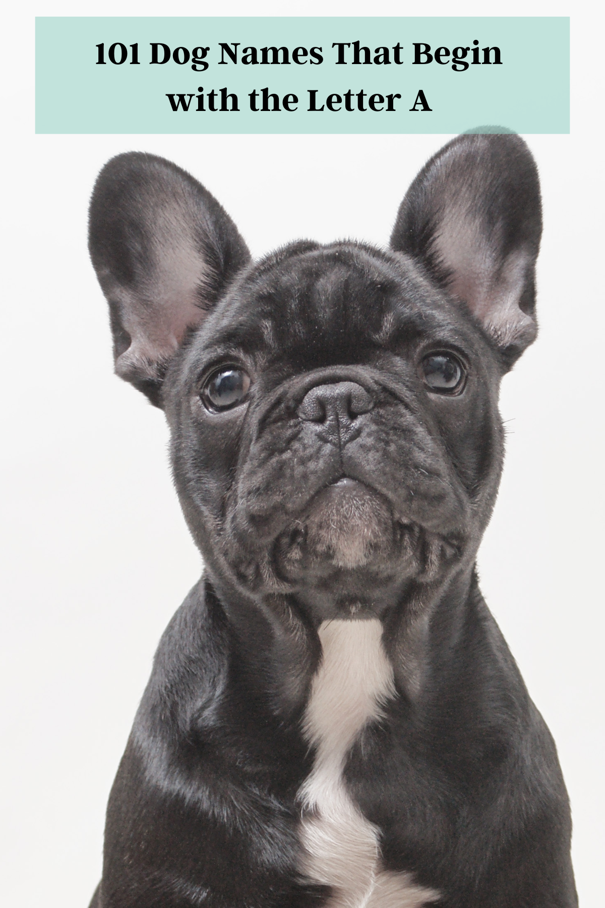 dog names that begin with the letter A