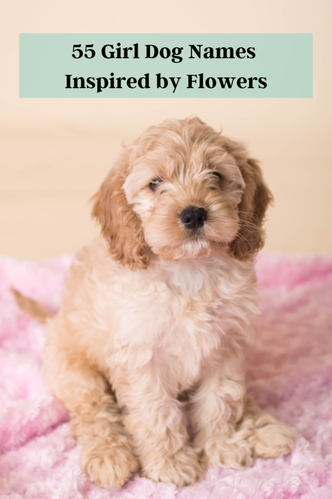 55 Girl Dog Names Inspired by Flowers The Dog Names Collection