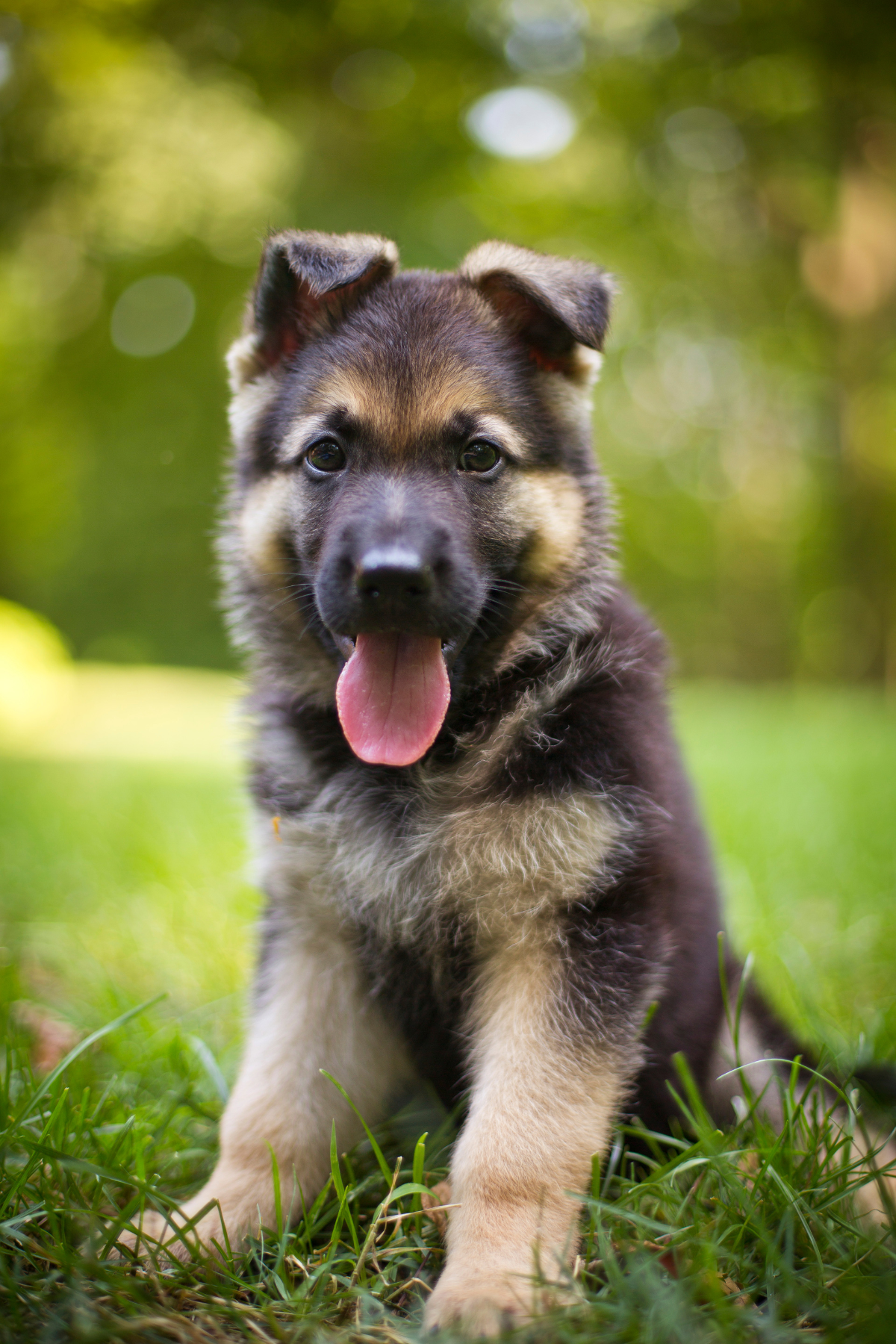 101 Dog Names that Start with the Letter C