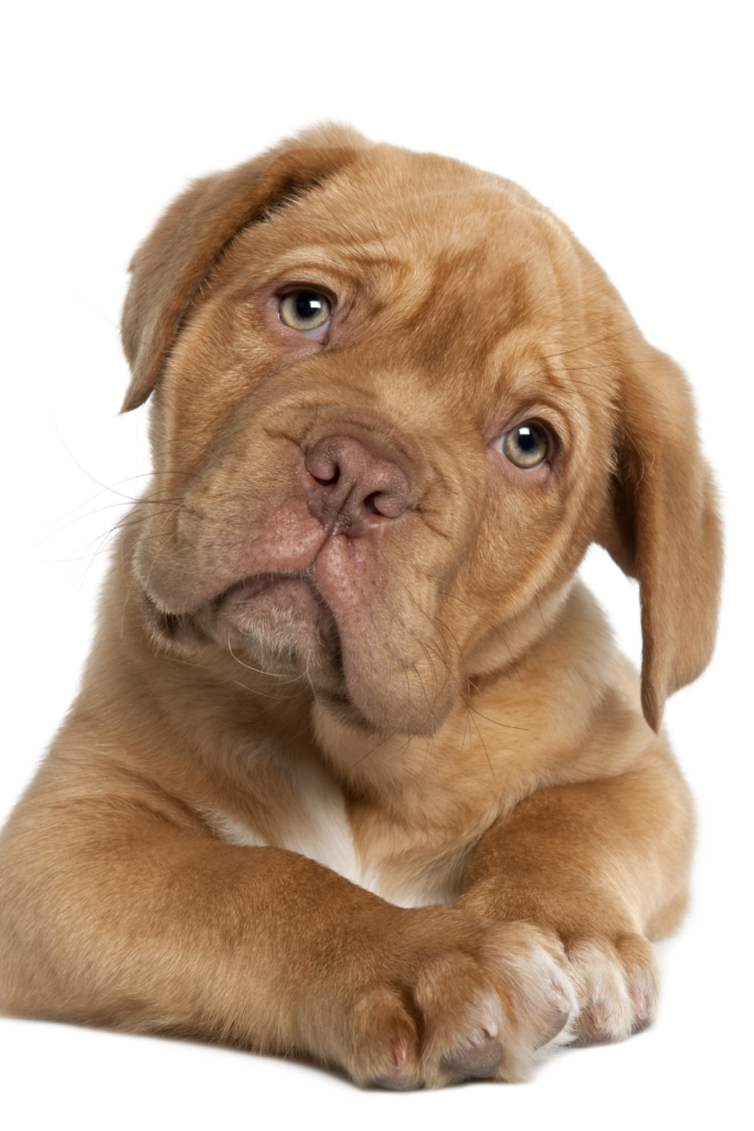 puppy names starting with D