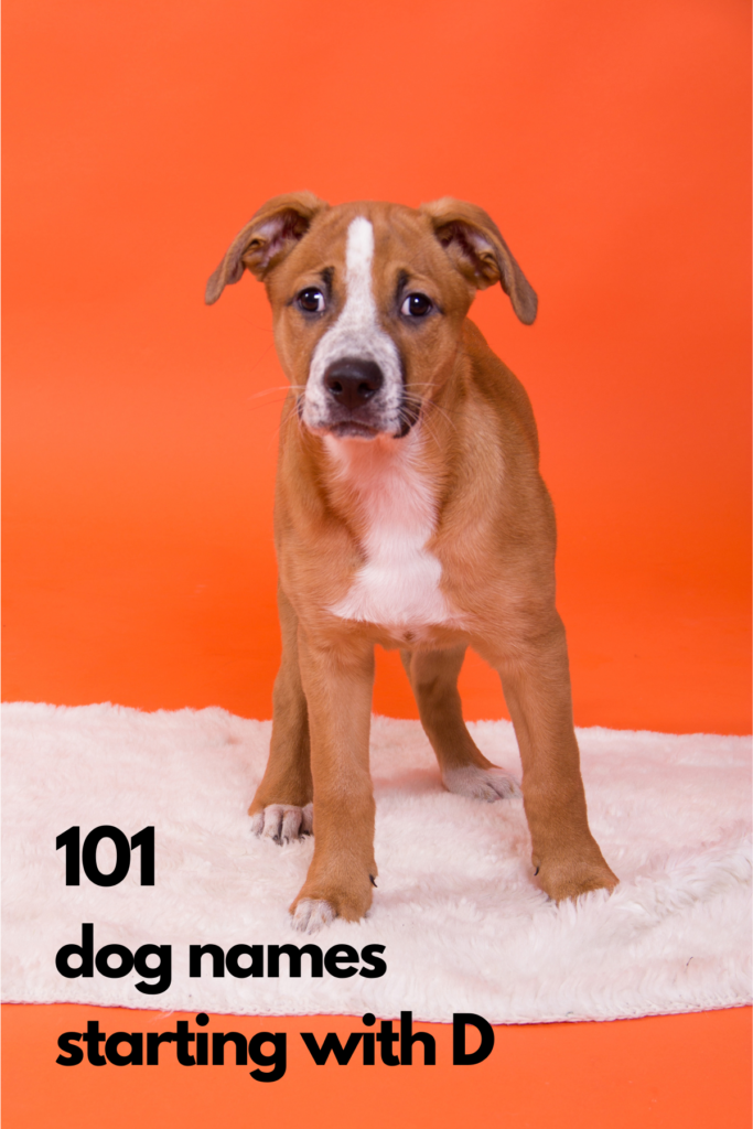 puppy with names starting with D