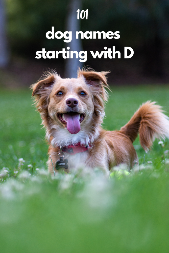 dog names starting with D