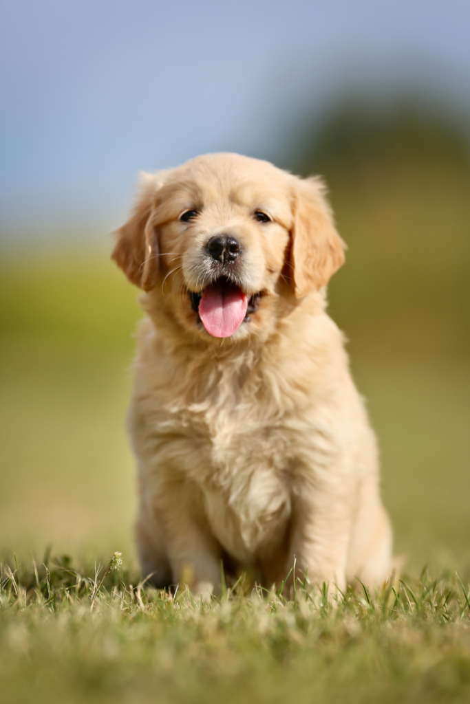 Dog Names that start with E