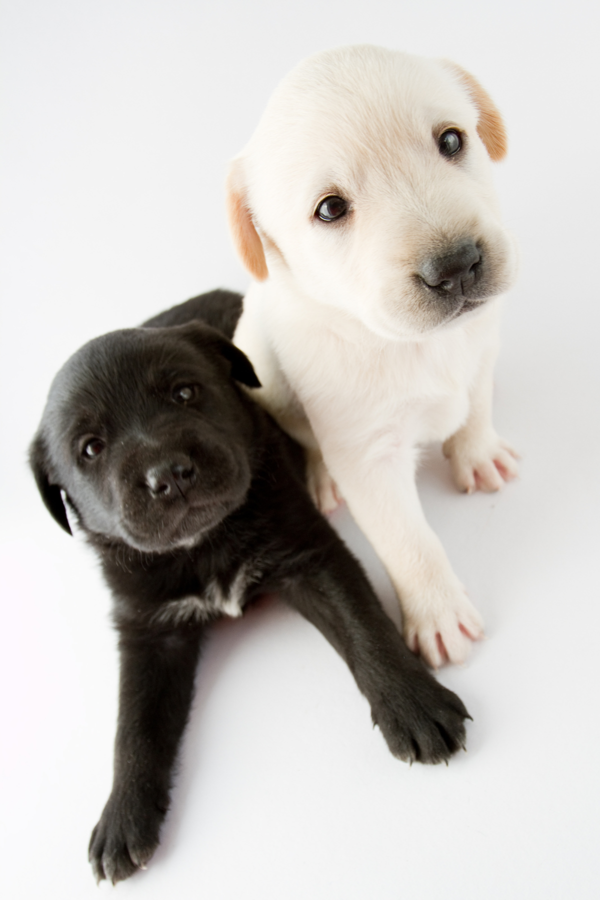 puppies with cajun inspired names