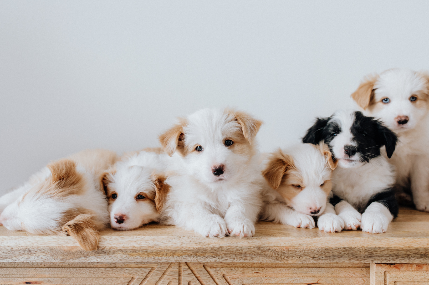 puppies