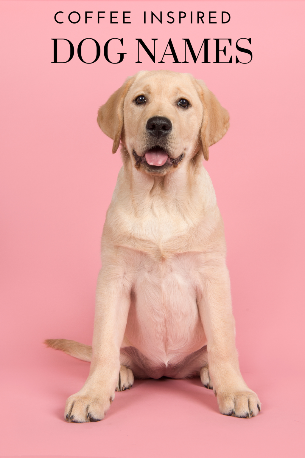 51 Best Coffee Inspired Names for Dogs The Dog Names Collection