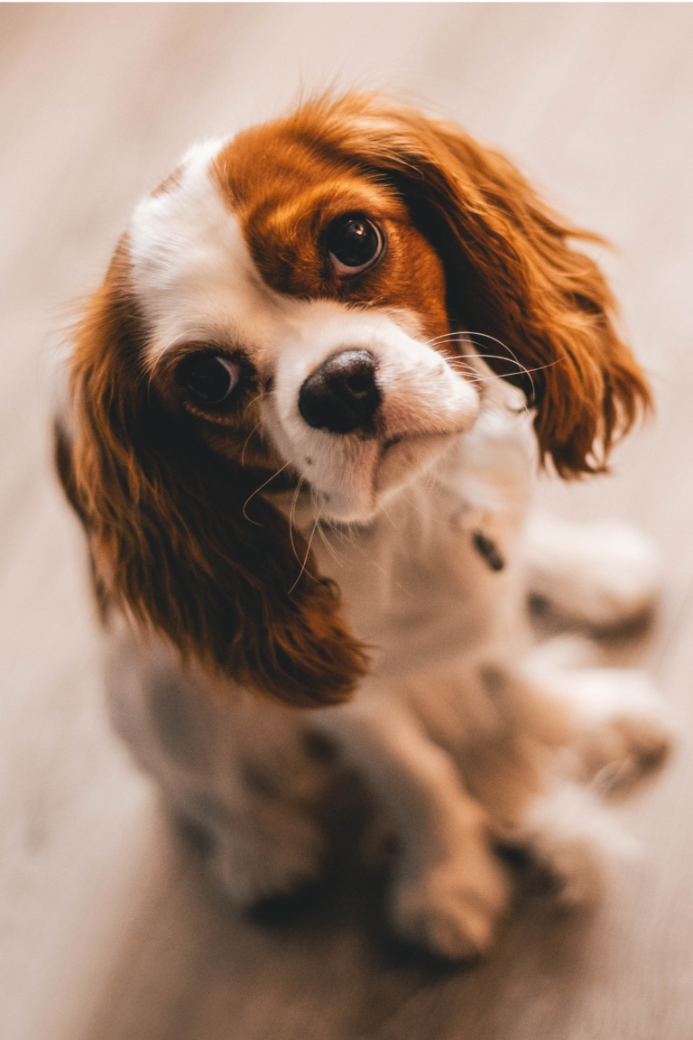 Best Dogs for First Time Owners
