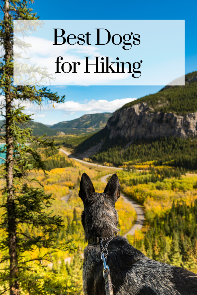 best dogs for hiking