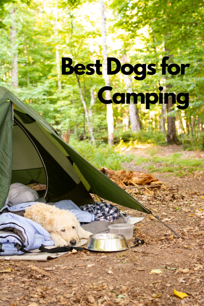 best dogs for hiking