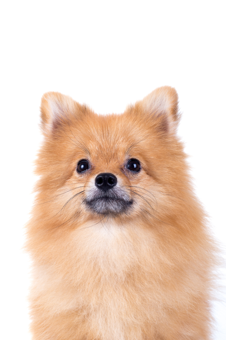 best dogs for seniors