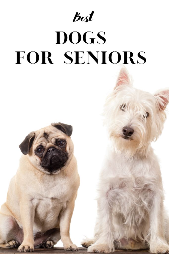 best dogs for seniors