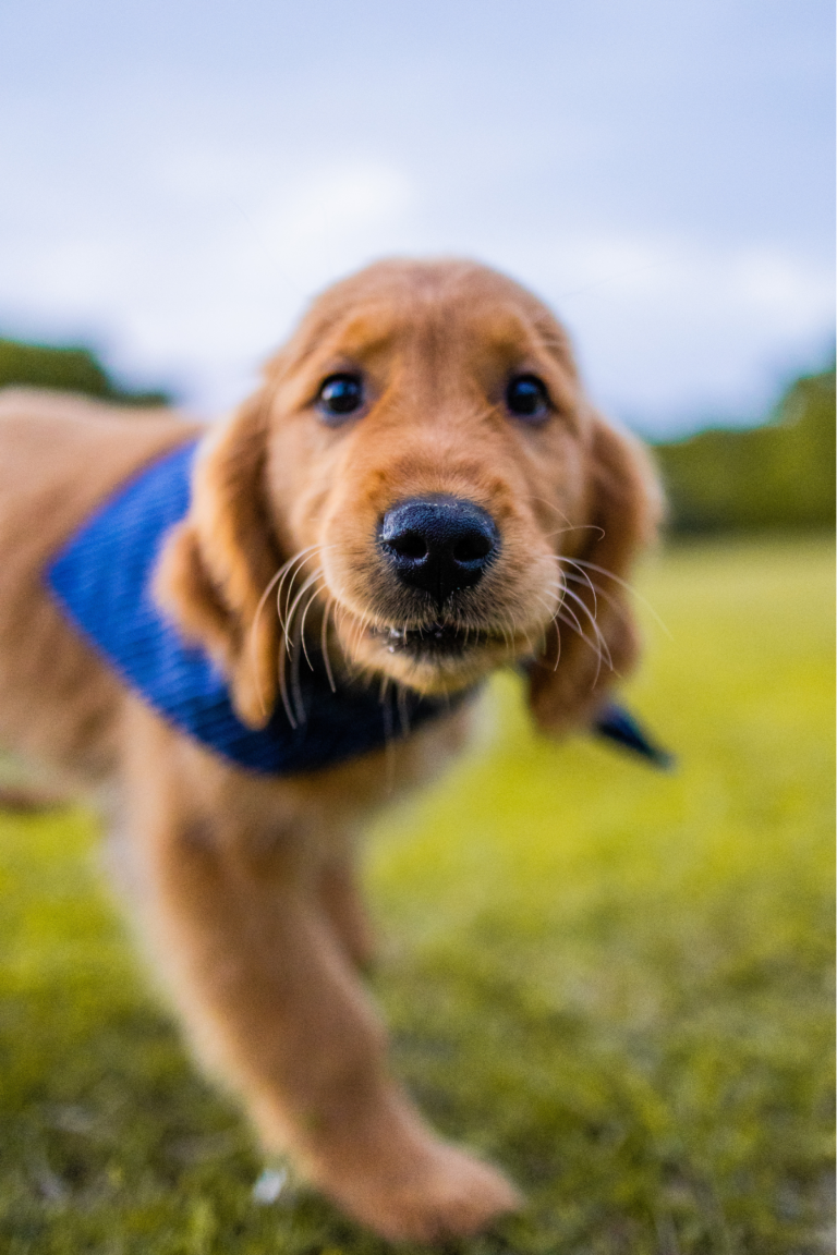 puppy