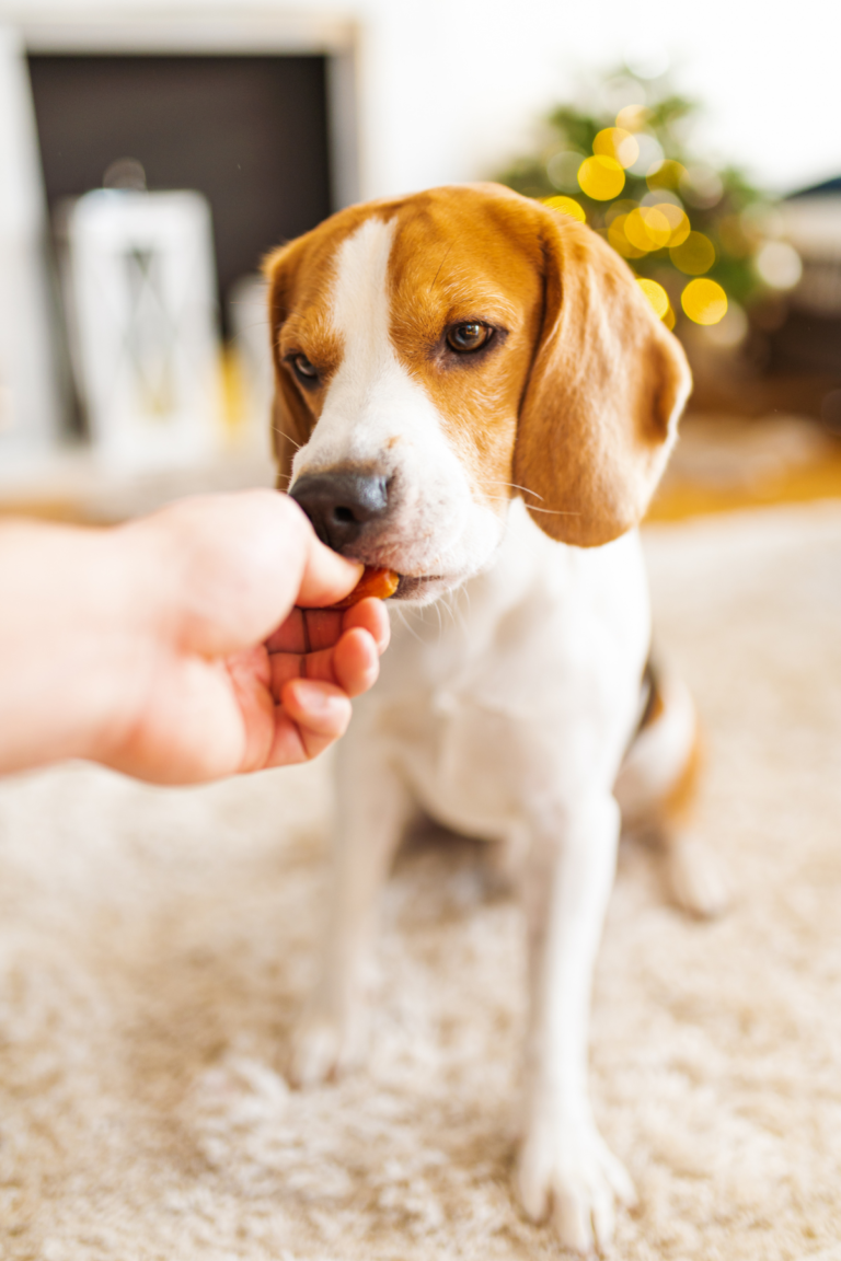 dog with homemade made treat