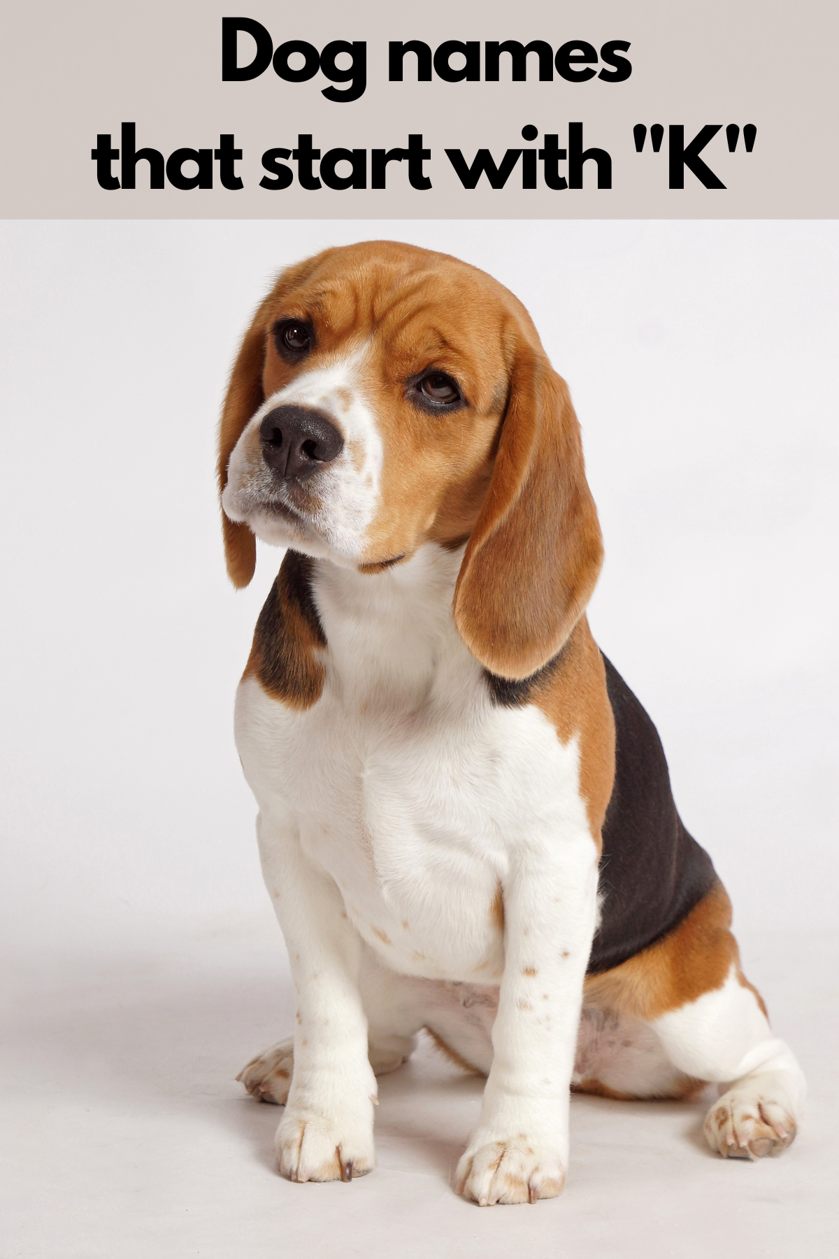 Spectacular Cute Girl Dog Names That Start With K Image Digital Art Spectacular Cute Girl Dog Names That Start With K Image Digital Art