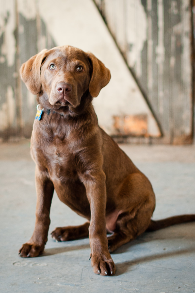 Favorite Dog Names that start with the letter K